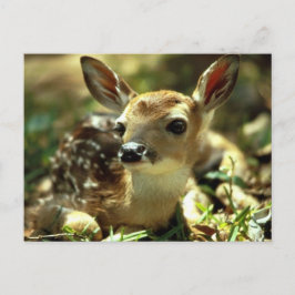 Postal Deer