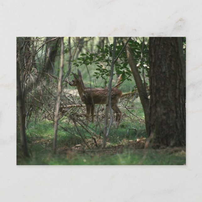 Postal Deer (Anverso)