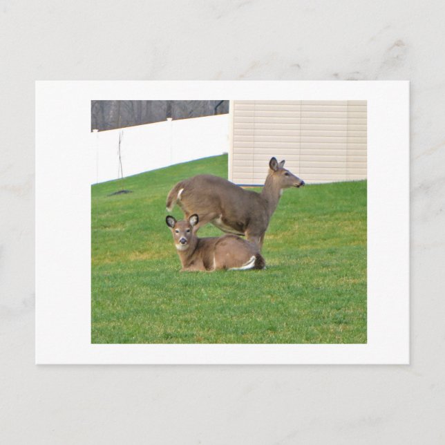 Postal Deer (Anverso)
