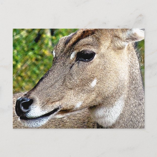 POSTAL DEER (Anverso)