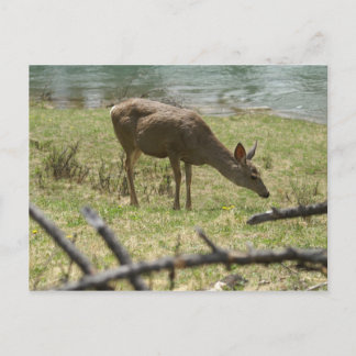 Postal Deer
