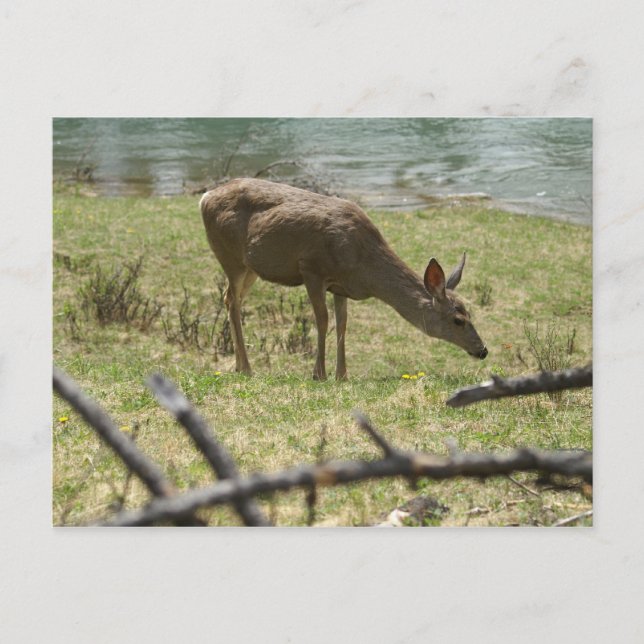 Postal Deer (Anverso)