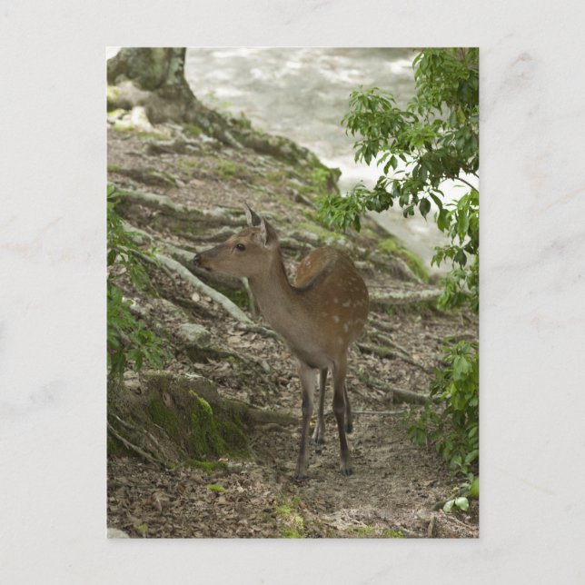 Postal Deer (Anverso)