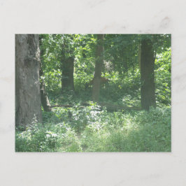 Postal Deer