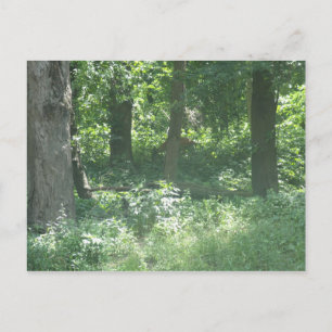 Postal Deer
