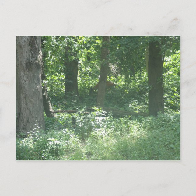 Postal Deer (Anverso)