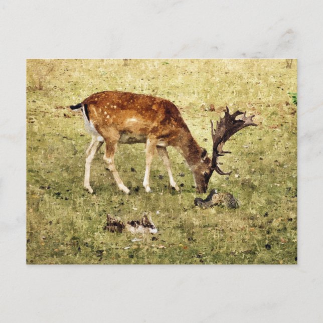 POSTAL DEER (Anverso)