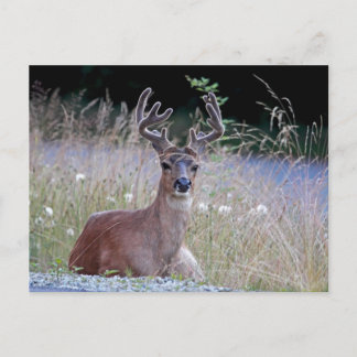 Postal Deer Buck Abajo