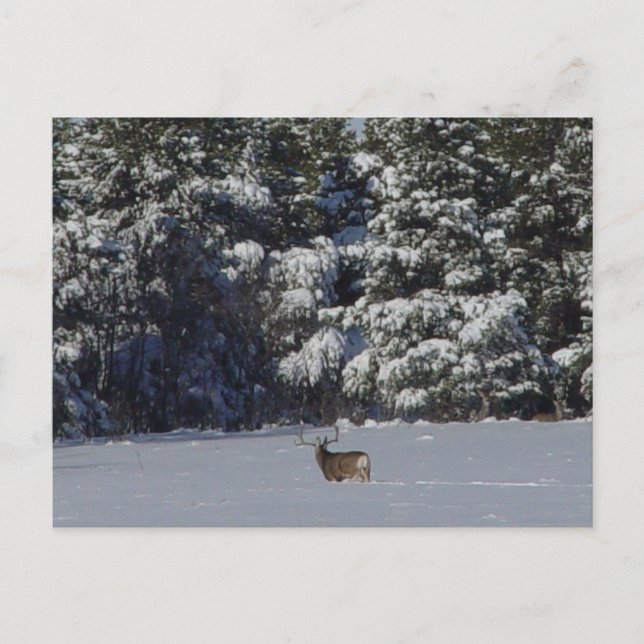 Postal Deer Buck D17 y Snowy Pines (Anverso)