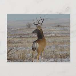 Postal Deer Buck D20 en Nieve