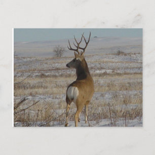 Postal Deer Buck D20 en Nieve