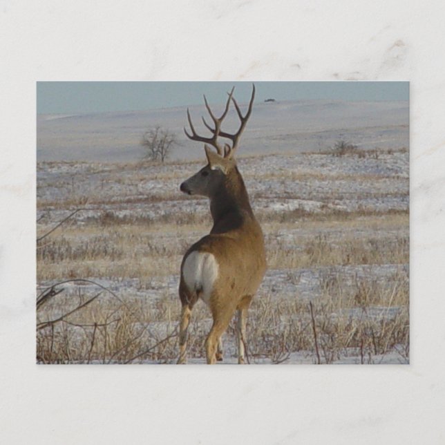 Postal Deer Buck D20 en Nieve (Anverso)