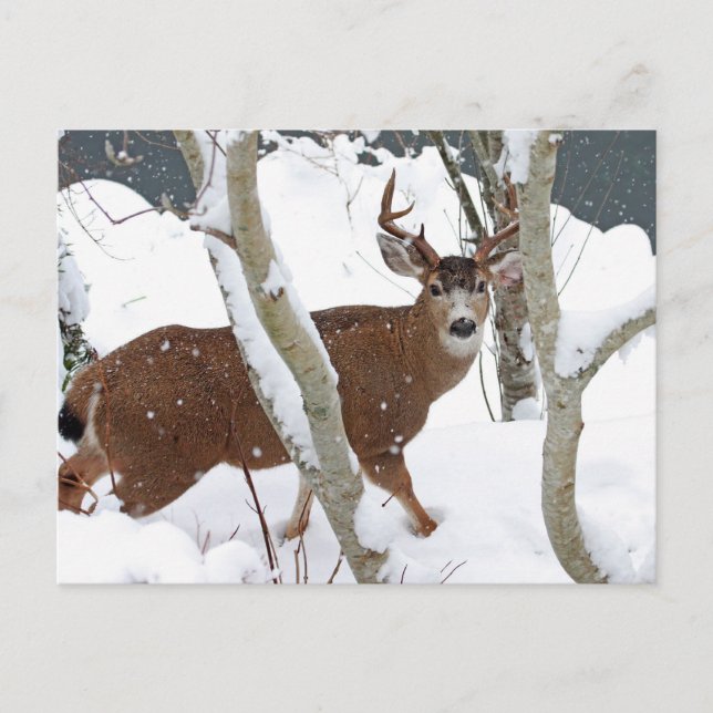 Postal Deer Buck in Snow in Winter (Anverso)