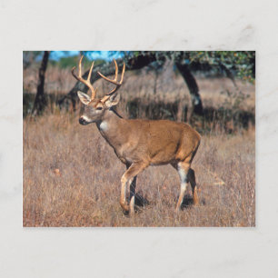 Postal Deer Buck Masculino Con Antlers