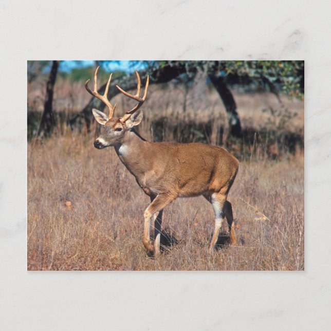 Postal Deer Buck Masculino Con Antlers (Anverso)