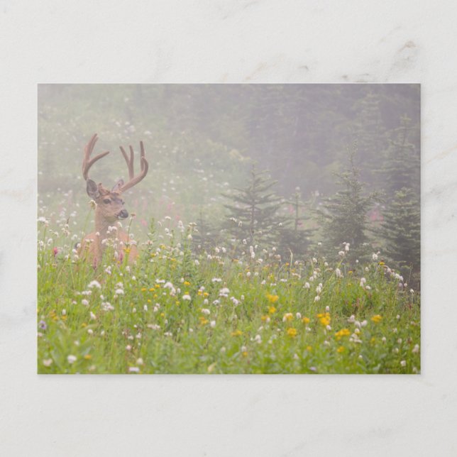 Postal Deer Buck | Parque nacional Monte Rainier (Anverso)