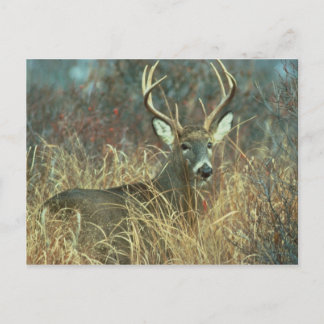 Postal Deer/Buck/Venado de cola blanca