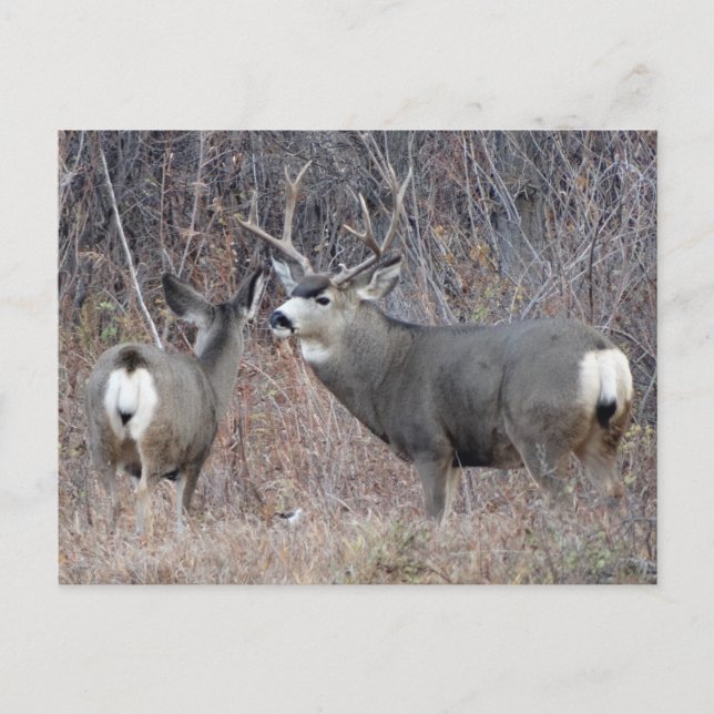 Postal Deer Buck y Doe D29 (Anverso)