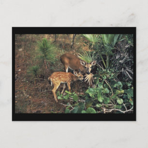 Postal Deer clave