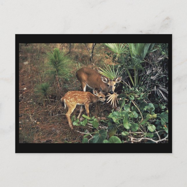 Postal Deer clave (Anverso)