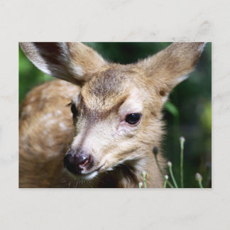 Postal Deer Closeup