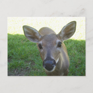 Postal Deer de clave de Florida