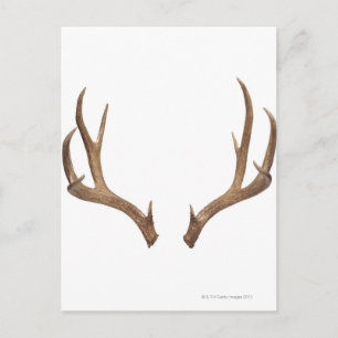 Postal Deer de diez puntos