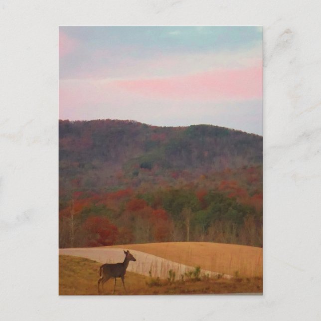 Postal Deer en el campo de golf de atardecer (Anverso)
