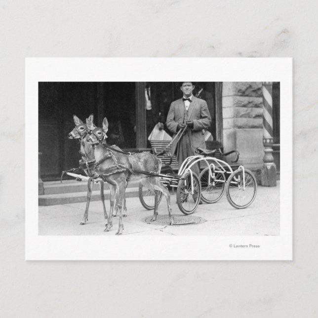 Postal Deer entrenado se aprovecha en un extraño Sleigh s (Anverso)