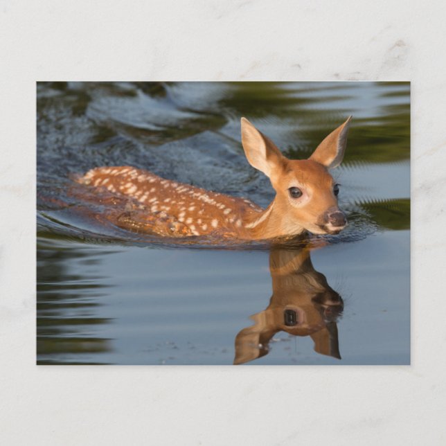 Postal Deer Fawn | Minnesota (Anverso)
