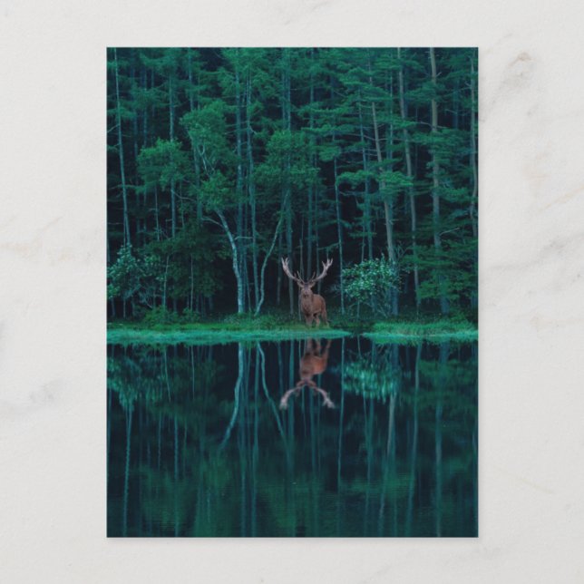 Postal Deer in the Forest Postcard (Anverso)