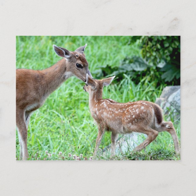 Postal Deer Kissing Fawn (Anverso)