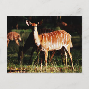 Postal Deer Me Nyala