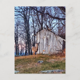 Postal Deer parado cerca de un costal