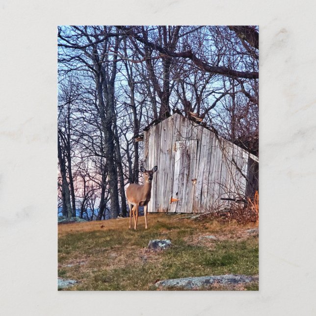 Postal Deer parado cerca de un costal (Anverso)