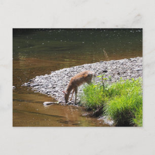 POSTAL DEER POSTCARD