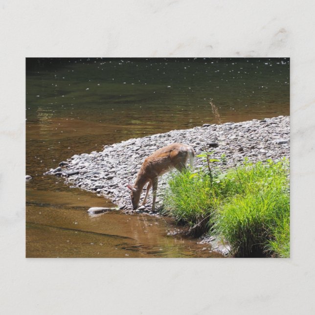 POSTAL DEER POSTCARD (Anverso)
