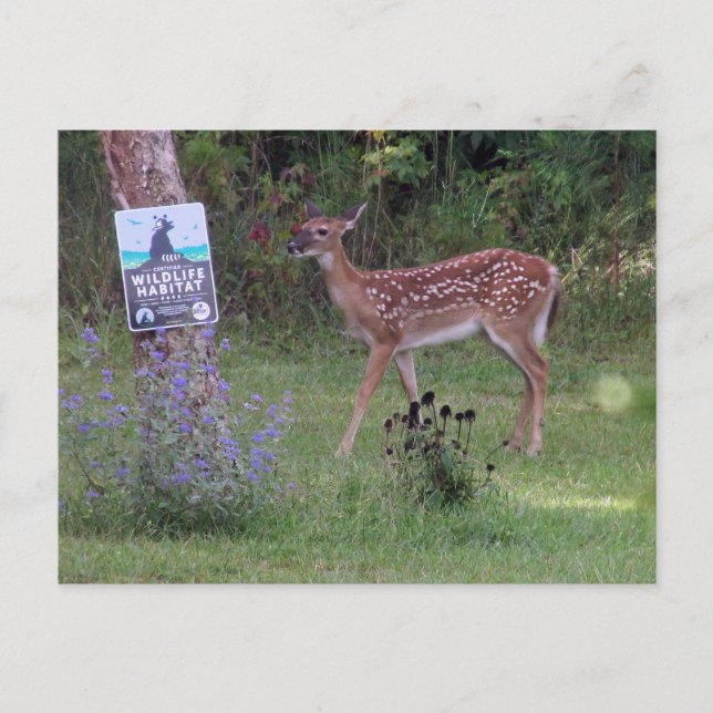 Postal Deer Postcard (Anverso)
