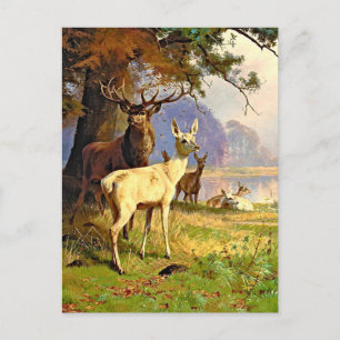 Postal Deer Rojo Y Blanco Cerca De Una Postcarta De Estan