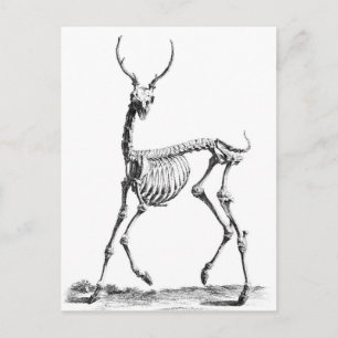 postal Deer Skeleton