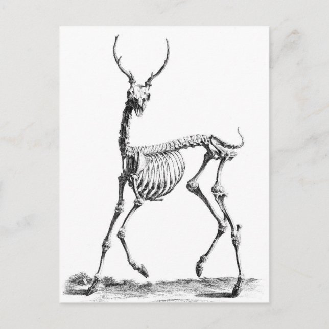 postal Deer Skeleton (Anverso)