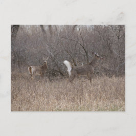 Postal Deer Spring Bucks D2 de cola blanca en Cottonwoods