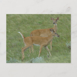 Postal Deer Young Bucks D6 de cola blanca