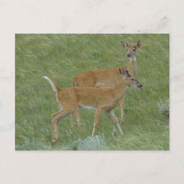 Postal Deer Young Bucks D6 de cola blanca (Anverso)