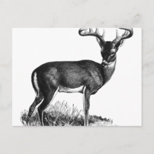 Postal deergif