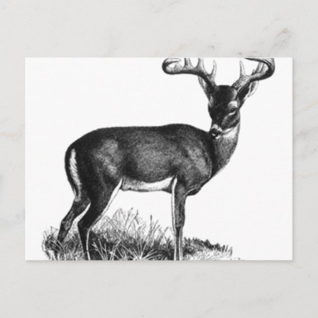 Postal deergif (Anverso)