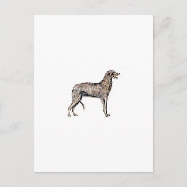 Postal Deerhound escocés (Anverso)