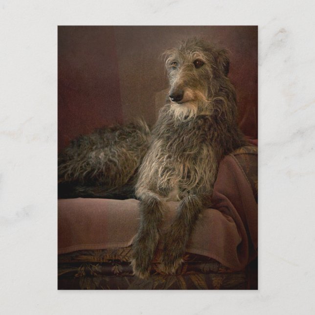 Postal Deerhound escocés en un sofá (Anverso)