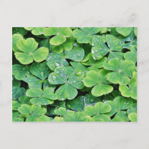 Postal Deerpark Ireland Clover Dew Drots