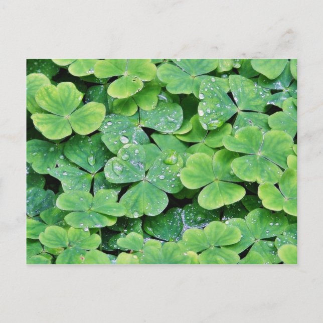 Postal Deerpark Ireland Clover Dew Drots (Anverso)